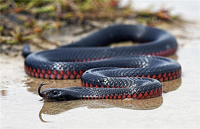 TOP 10 Ավստրալիայի ամենավտանգավոր օձերը