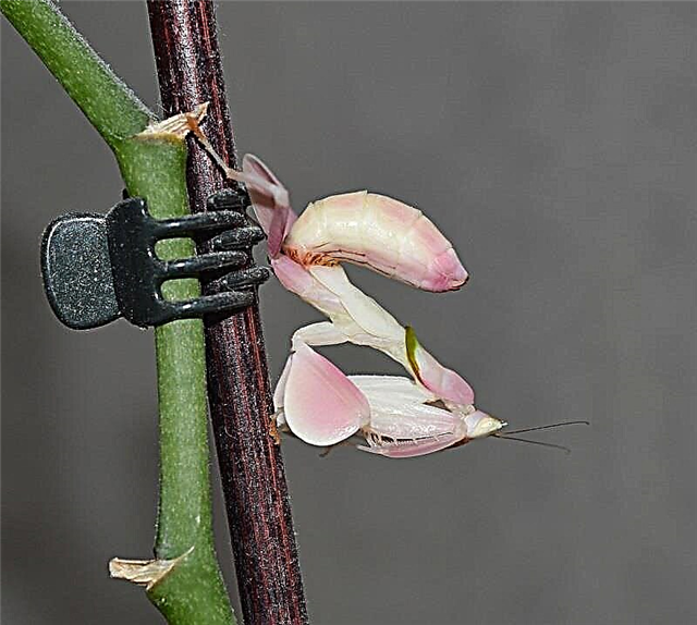 Орхидэйн Манти (Hymenopus coronatus)