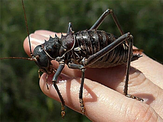 Grasshopper Nadel Devil (Lat