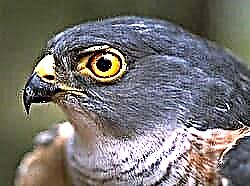 Sparrowhawk ndogo