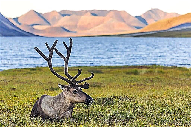 Tundra կենդանիներ