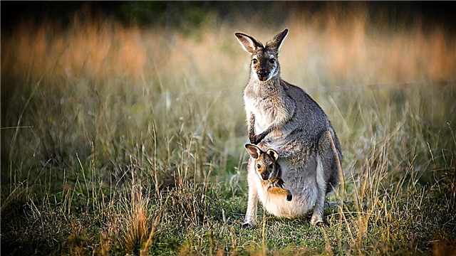 Idi ti apo kangaroo lori ikun rẹ