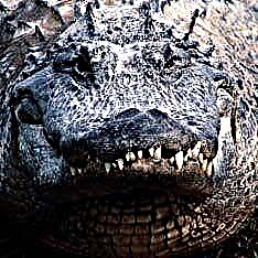 In Florida het 'n alligator en 'n man mekaar aangeval
