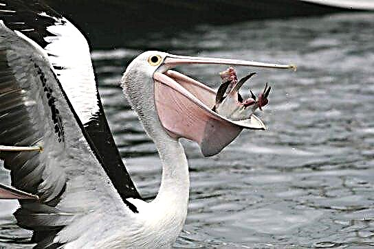 Ffeithiau diddorol am pelicans, ffordd o fyw, cynefin, bwyd, rhywogaethau, bridio
