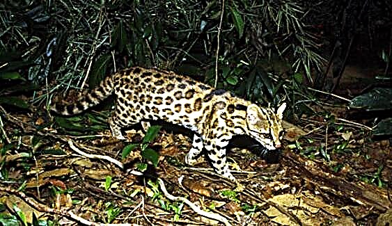 Oncilla - turmush tarzi - kichik jaguar