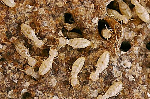თეთრი ჭიანჭველები ბინაში: როგორ დავაღწიოთ თავი და გარეგნობის მიზეზები