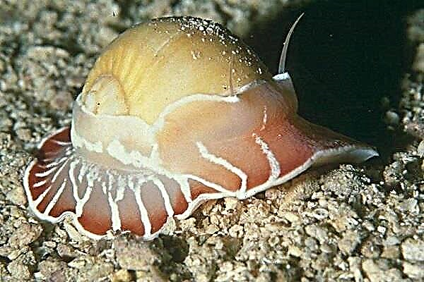 Molusku gastropodoak: espeziearen itxura, egitura, balioa