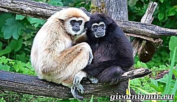 Monkey ea Gibbon: likarolo le tikoloho ea mefuta ea tsona