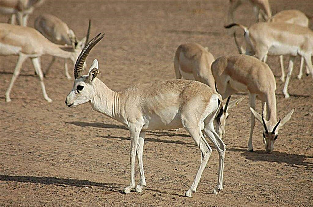 Pješčana gazela - rijetka vrsta artiodaktila