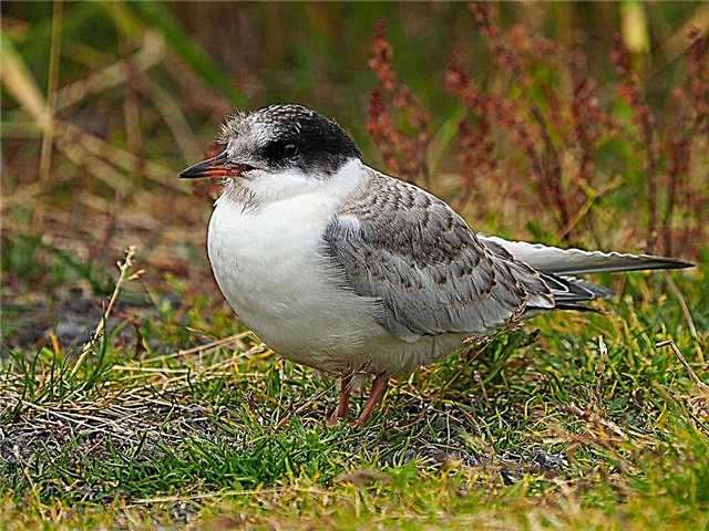 Arctic Tern (թռչուն)