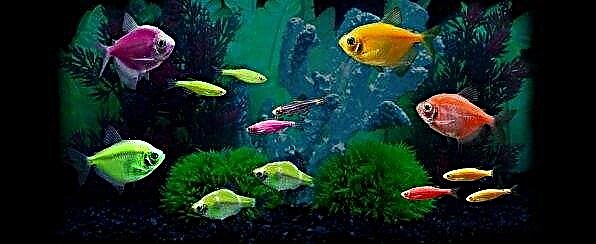 GloFish - флуоресцентна риба од аквариум