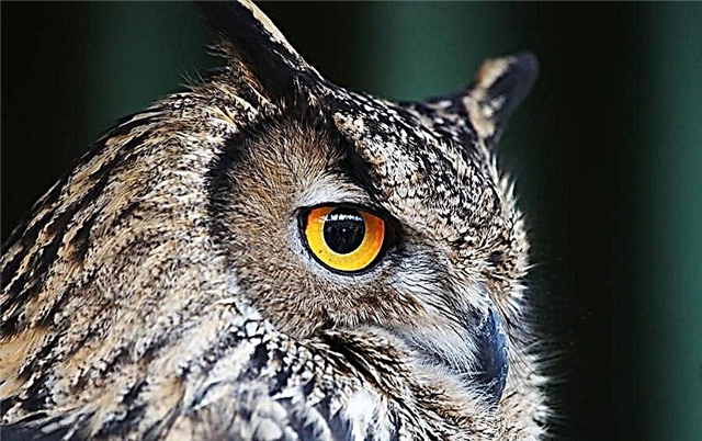 Owl monga pet