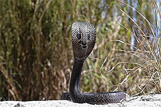 Cobras - hverjir eru þessir ormar og hver er eiginleiki þeirra?