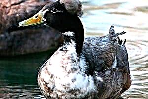 Lýsing, afbrigði og innihald Crested Duck Birds