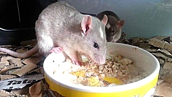Apa tikus domestik: diet optimal