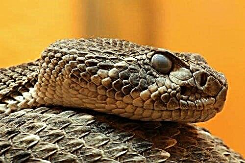 Cili është gjarpri më helmues në Tokë - një foto dhe përshkrim i gjarpërinjve më të rrezikshëm në planet