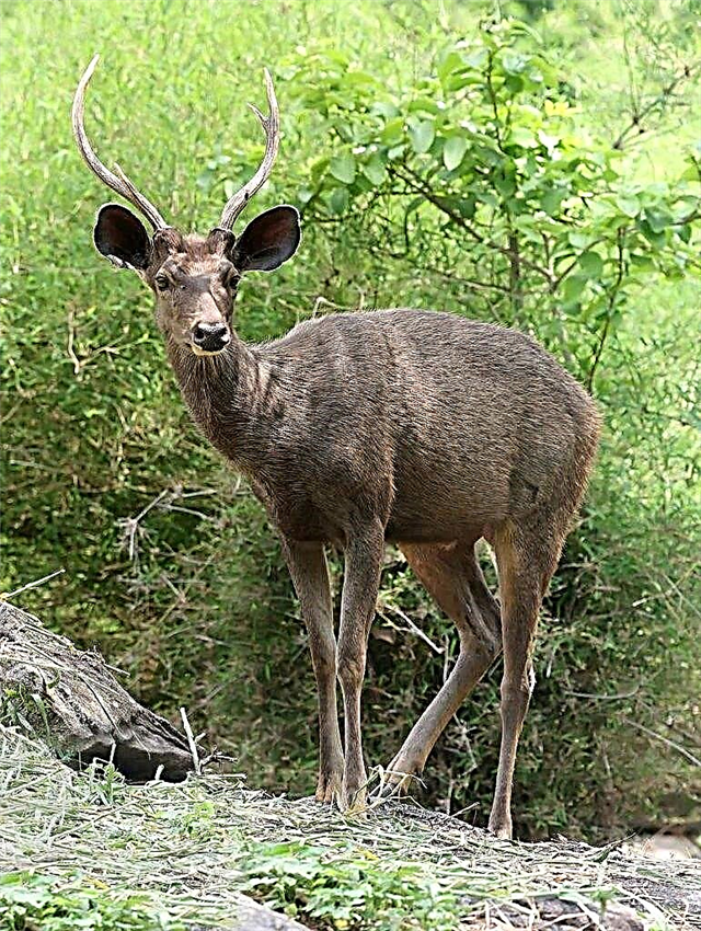 Mitundu ya Deer