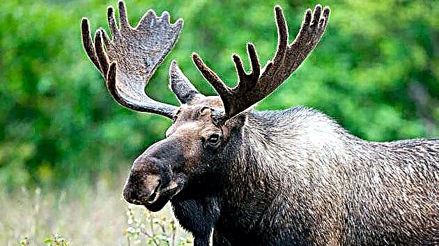 Elk kapa moose (lat.Alces alces)