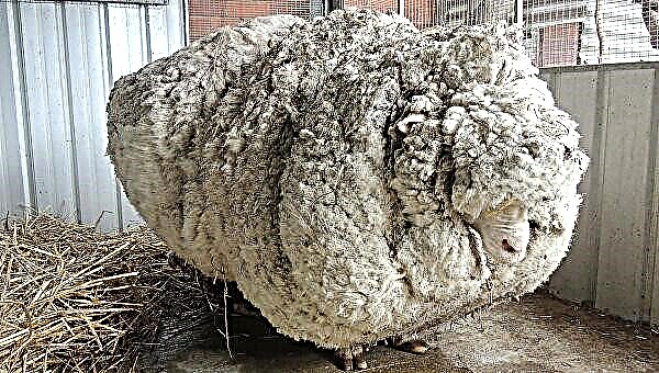 Ավստրալիայում ոչխարները խախտեցին համաշխարհային ռեկորդը ամենաշատ բուրդով