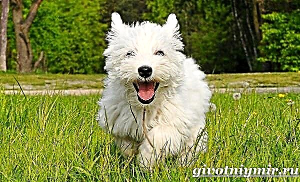 West Highland White Terrier: perawatan, karakter, fitur