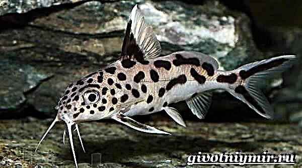 Synodontis catfish. Tlhaloso, likarolo, dikahare le theko ea li-synodontis tsa litlhapi