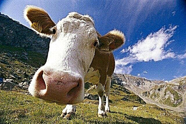 Mitos babagan produksi susu: apa sing sampeyan kudu ora percaya?