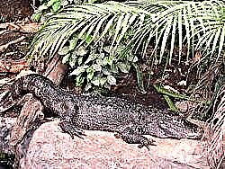 Alligator animalia. Aligatorren bizimodua eta habitata