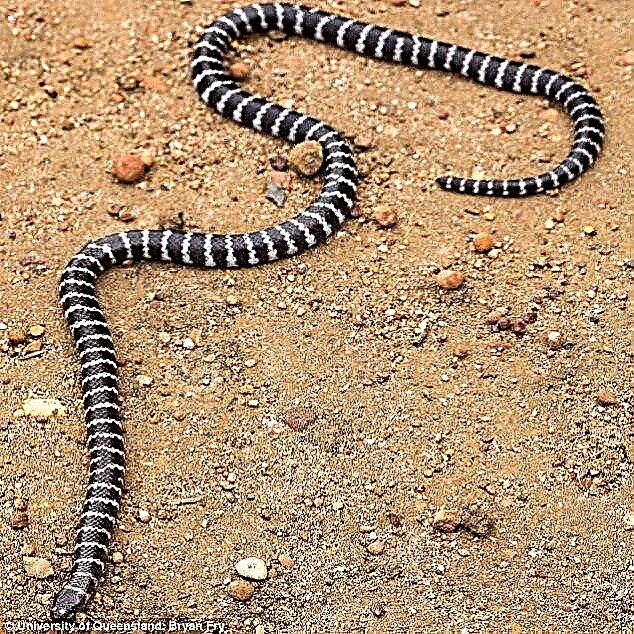 Գիտնականների կարծիքով Ավստրալիան աշխարհի ամենավտանգավոր օձերի բնակավայրը չէ