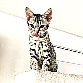 Jenis kucing Ocicat: leopards omah cilik