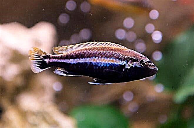 I-Melanochromis auratus (Melanochromis auratus)