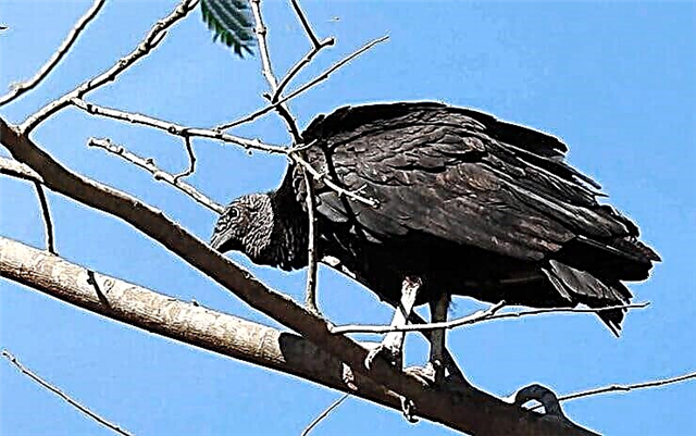 American Black Vulture, o American Black Cattart