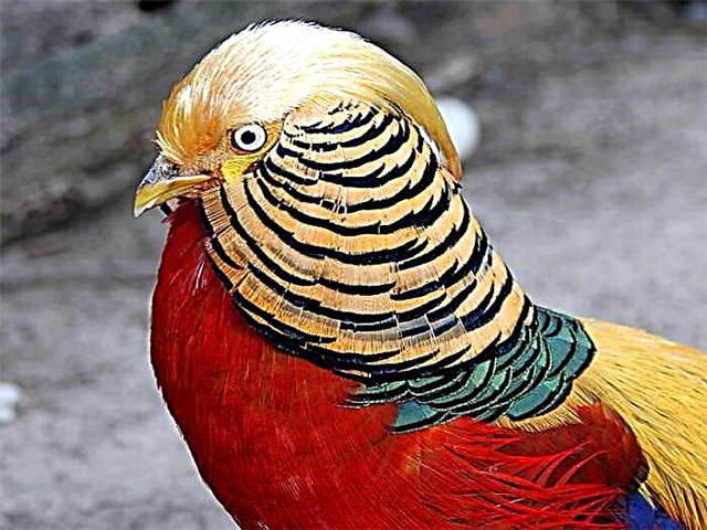 Golden pheasant - ဇိမ်ကျသော "ကြက်သား"