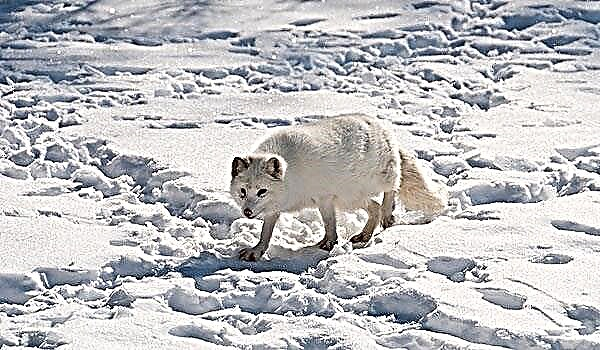 Arctic fox o polar fox