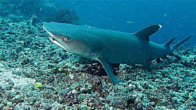 Рифска ајкула од риби