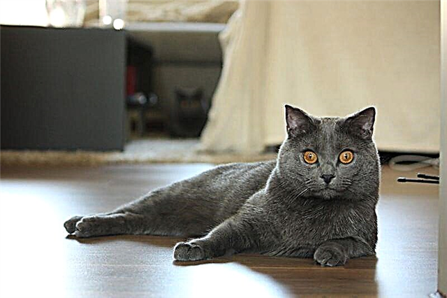 Chartreuse (gato cartesiano)