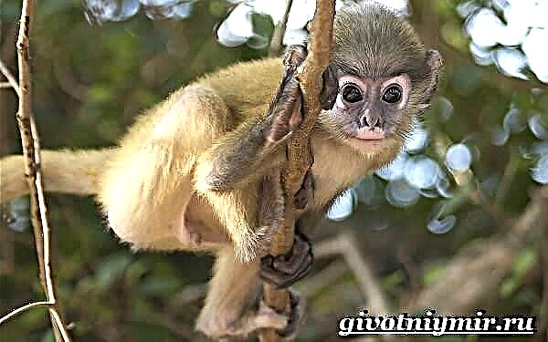 Мајмун на лангур. Langur мајмунски животен стил и живеалиште