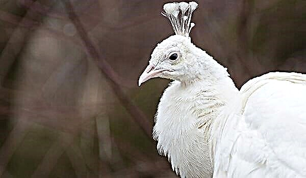 Zog i bardhë pallua. Jetesa dhe habitati i pallua i bardhë