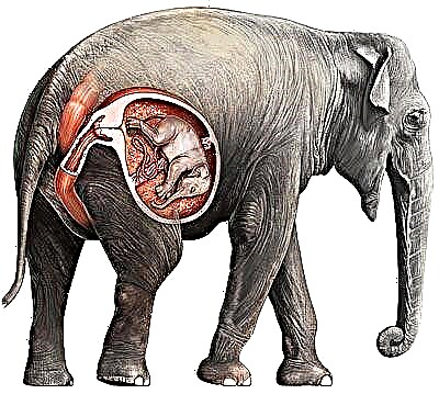 Сколько месяцев длится беременность у слона?