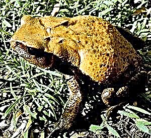 Террариумдағы американдық бұршақ. Toad Фото