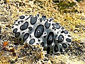 Nudibranchs: Mga tinago sa Kinabuhi sa dagat