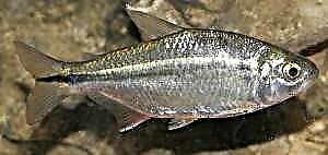 Peshk i verbër (Astyanax mexicus)
