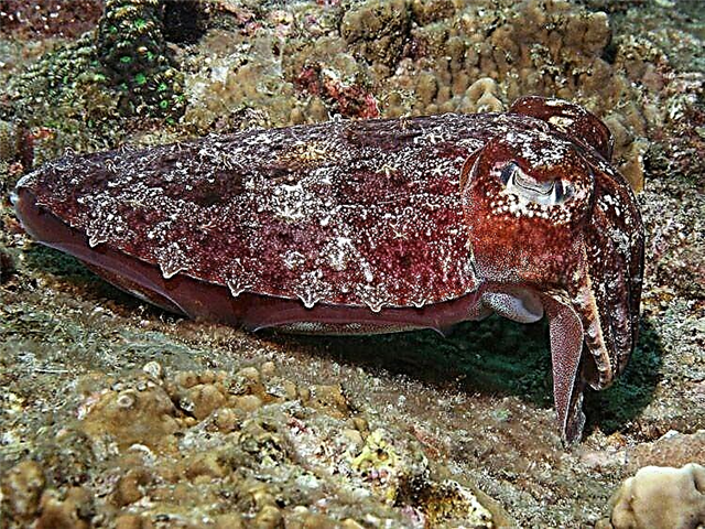 Samaki ya cuttlefish