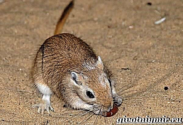 Gerbil-muis. Gerbil lewenstyl en habitat