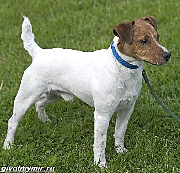 Anjing Parson Russell Terrier. Katerangan, fitur, jinis, hakekat sareng perawatan tina breed