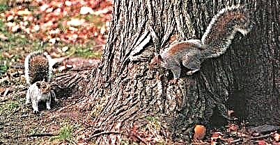 Gray Caroline squirrel - wokonda mtedza