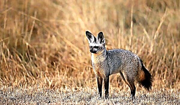 Lisica s velikim ušima - zaista priroda čini čuda