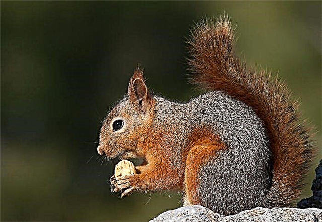 Vjeverica - ljubitelj orašastih plodova