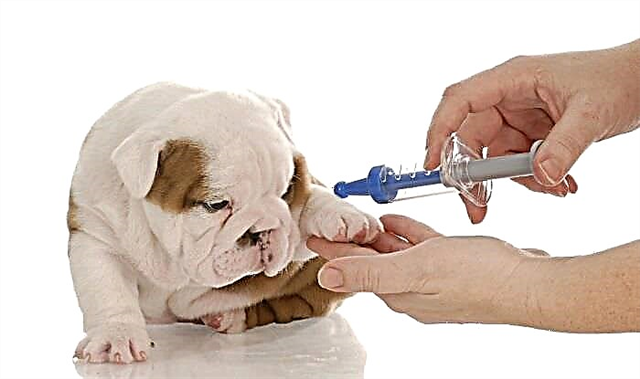 Rabies në një qen: Simptomat, shenjat klinike dhe parandalimi