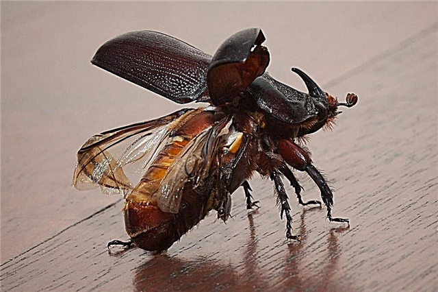 Badhak kumbang