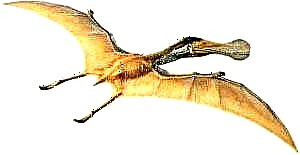 Pterosaurus sareng habitatna